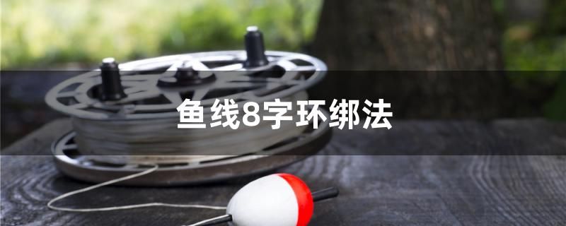 魚線8字環(huán)綁法 祥龍超血紅龍魚