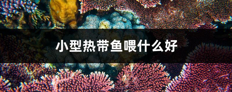 小型熱帶魚喂什么好 黃金招財貓魚