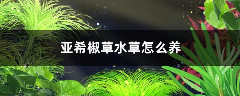 亞希椒草水草好養(yǎng)嗎怎么養(yǎng) 水族品牌