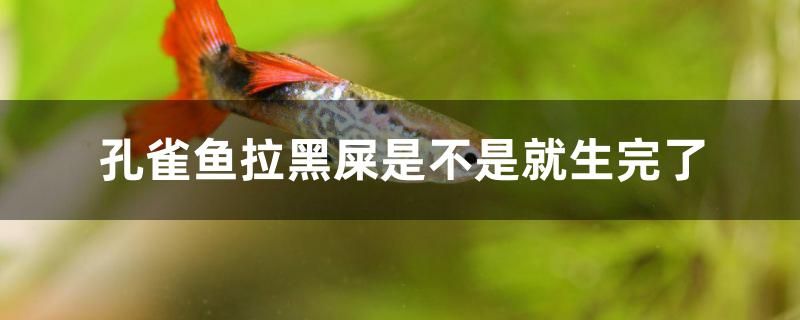 孔雀魚(yú)拉黑屎是不是就生完了 帝王血鉆魚(yú)