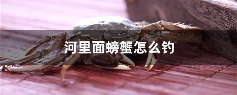 河里面螃蟹怎么釣 進(jìn)口元寶鳳凰魚