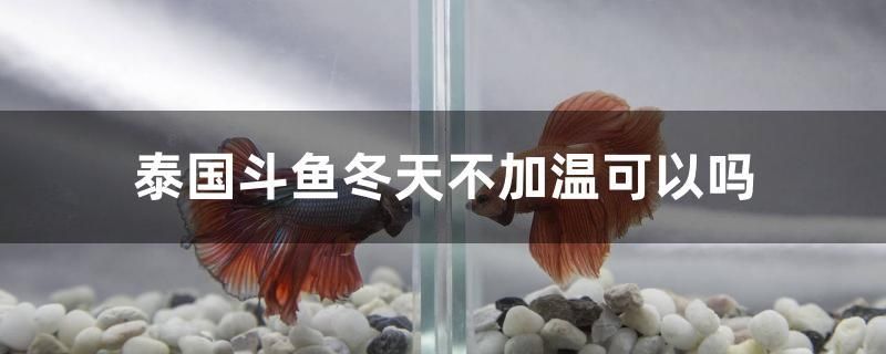 泰國斗魚冬天不加溫可以嗎 眼斑魚