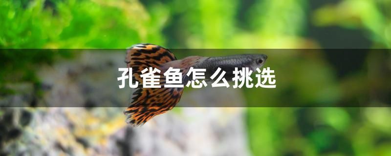 孔雀魚(yú)怎么挑選 觀賞魚(yú)批發(fā)