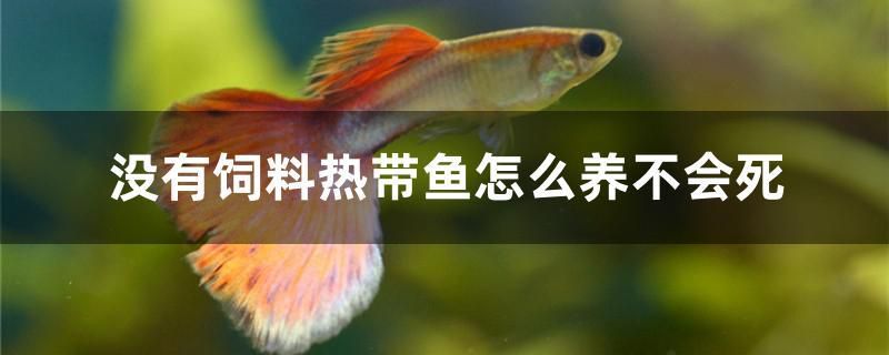 沒(méi)有飼料熱帶魚(yú)怎么養(yǎng)不會(huì)死 金老虎魚(yú)