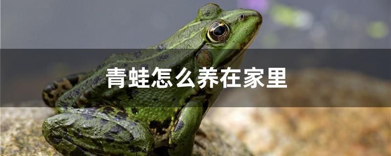 青蛙怎么養(yǎng)在家里