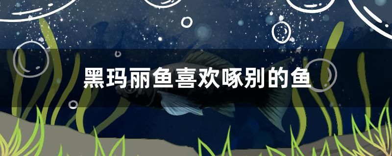 黑瑪麗魚喜歡啄別的魚怎么辦