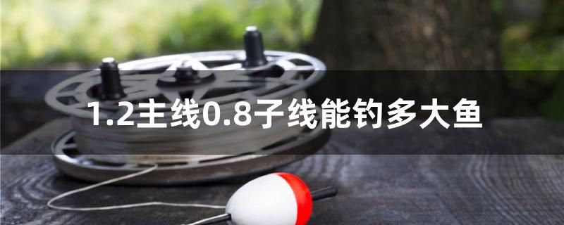 1.2主線0.8子線能釣多大魚