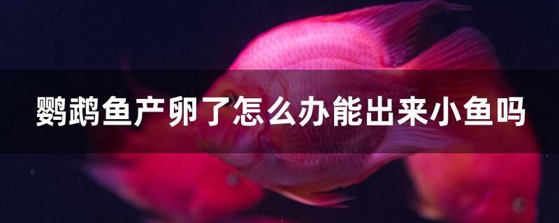 鸚鵡魚產(chǎn)卵了怎么辦能出來小魚嗎 黃金貓魚百科