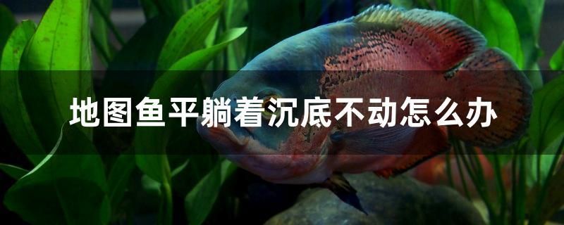 地圖魚平躺著沉底不動怎么辦 非洲象鼻魚