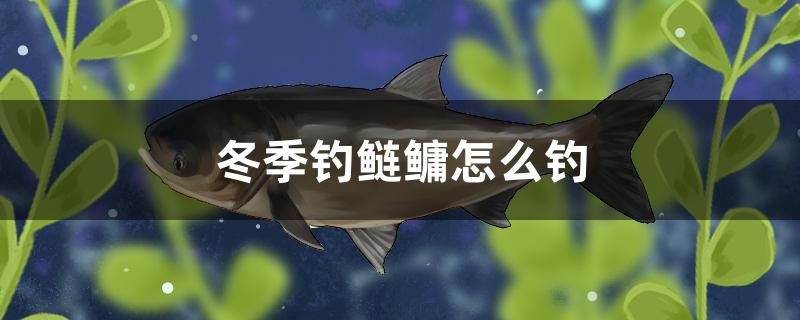 冬季釣鰱鳙怎么釣