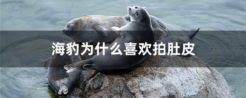 海豹為什么喜歡拍肚皮 鸚鵡魚