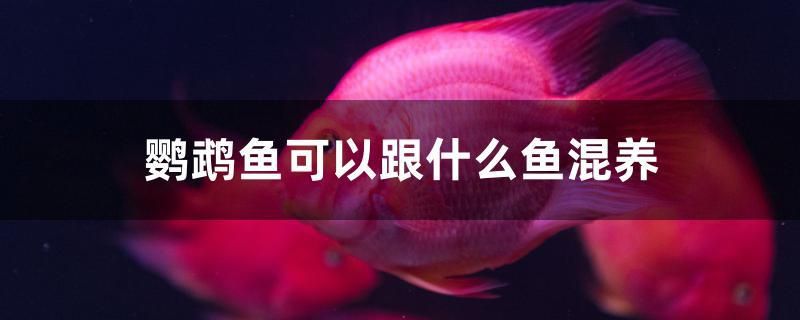 鸚鵡魚可以跟什么魚混養(yǎng) 水族維護服務（上門）