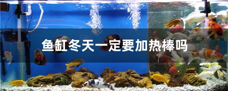 魚缸冬天一定要加熱棒嗎 金三間魚