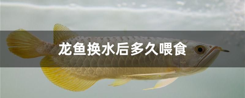 龍魚換水后多久喂食 帝王迷宮