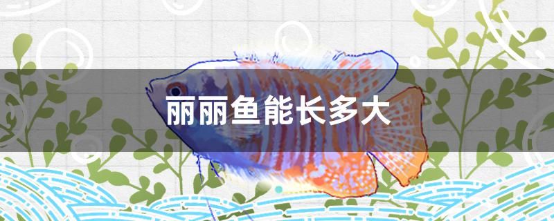 麗麗魚能長(zhǎng)多大 玫瑰銀版魚