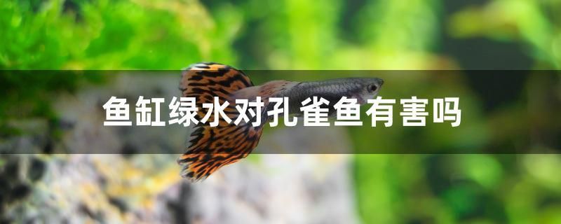 魚缸綠水對孔雀魚有害嗎