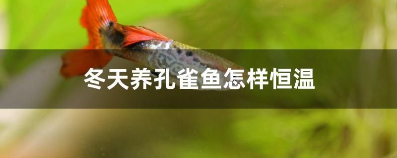 冬天養(yǎng)孔雀魚(yú)怎樣恒溫 粗線銀版魚(yú)苗