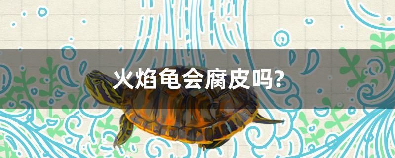 火焰龜會腐皮嗎？ 國產(chǎn)元寶鳳凰魚