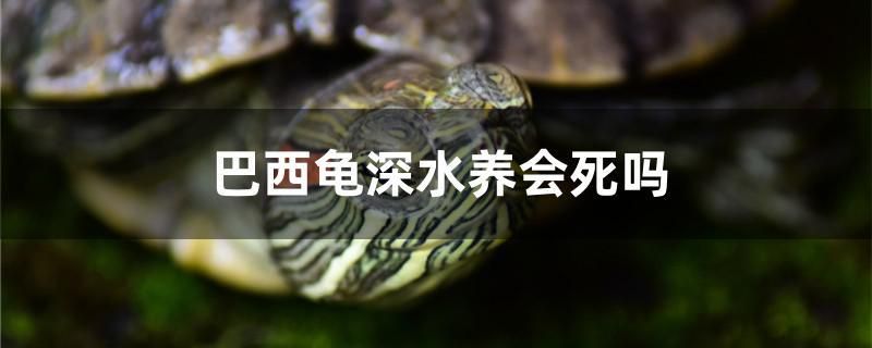 巴西龜深水養(yǎng)會(huì)死嗎 南美異型魚(yú)