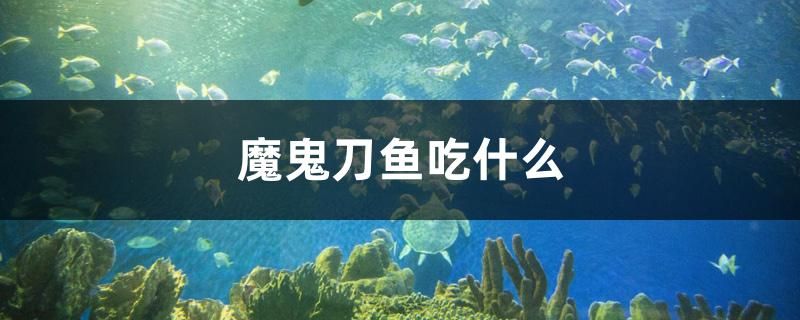 魔鬼刀魚吃什么 狗狗（犬）