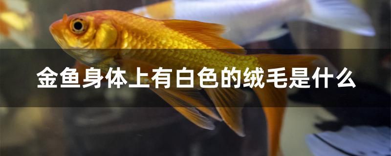 金魚身體上有白色的絨毛是什么