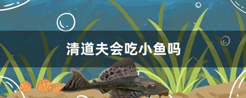 清道夫會(huì)吃小魚(yú)嗎 觀賞魚(yú)市場(chǎng)（混養(yǎng)魚(yú)）