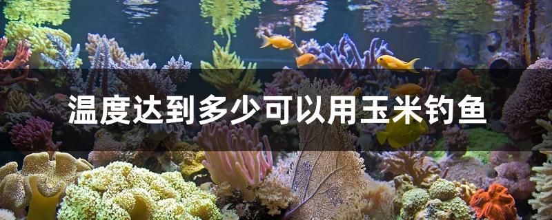 溫度達(dá)到多少可以用玉米釣魚 魚缸定做