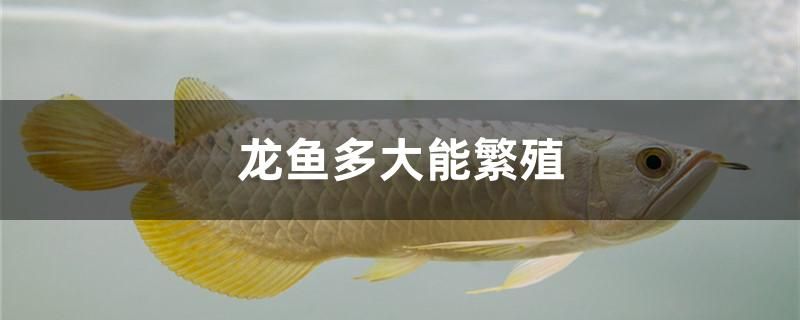 龍魚多大能繁殖 紅白錦鯉魚