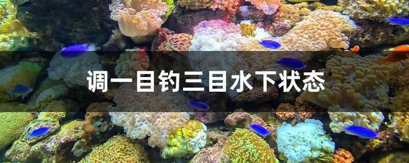 調(diào)一目釣三目水下狀態(tài) 白化巴西龜（白巴）