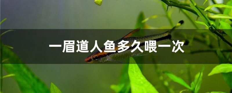 一眉道人魚多久喂一次 魟魚百科