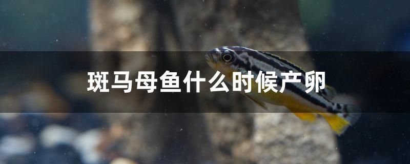 斑馬母魚什么時(shí)候產(chǎn)卵