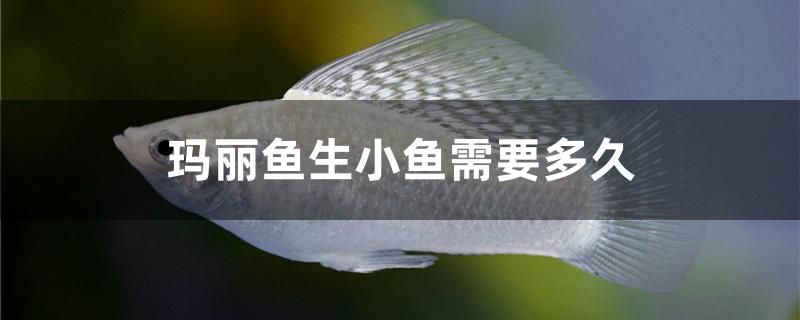 瑪麗魚生小魚需要多久 黃鰭鯧魚