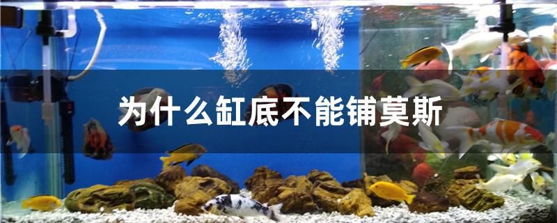 為什么缸底不能鋪莫斯 巴卡雷龍魚