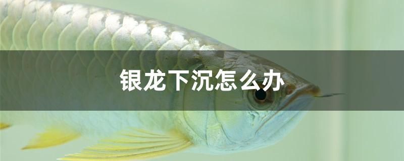 銀龍下沉怎么辦 申古銀版魚