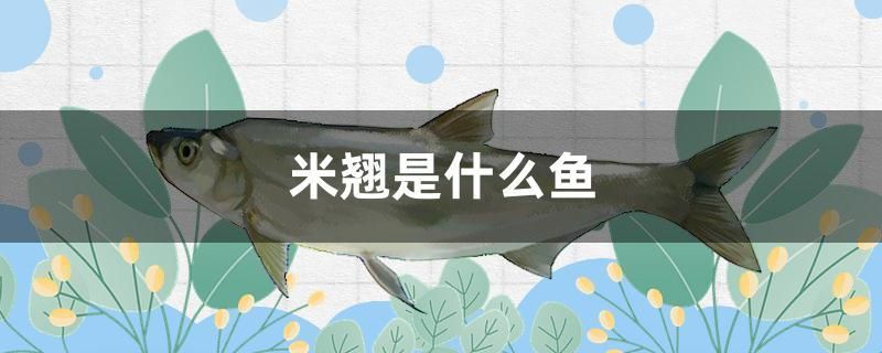 米翹是什么魚