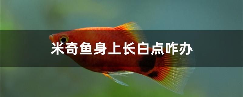 米奇魚身上長(zhǎng)白點(diǎn)咋辦