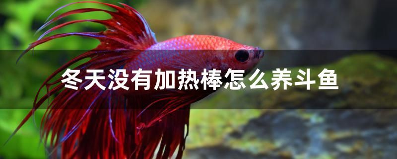 冬天沒有加熱棒怎么養(yǎng)斗魚