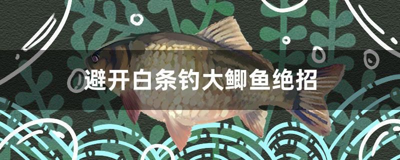 避開白條釣大鯽魚絕招