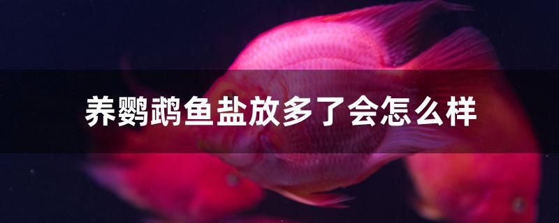 養(yǎng)鸚鵡魚(yú)鹽放多了會(huì)怎么樣