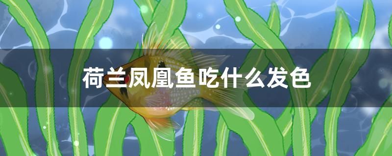 荷蘭鳳凰魚吃什么發(fā)色 其他品牌魚缸