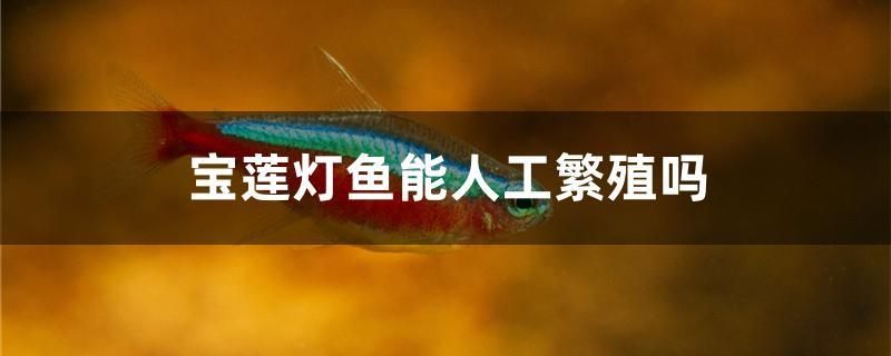 寶蓮燈魚能人工繁殖嗎