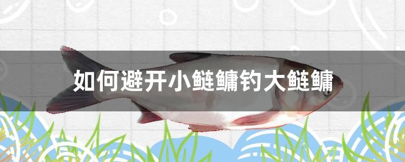 如何避開小鰱鳙釣大鰱鳙 祥龍龍魚魚糧