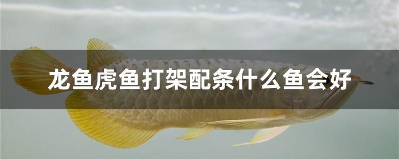 龍魚(yú)虎魚(yú)打架配條什么魚(yú)會(huì)好