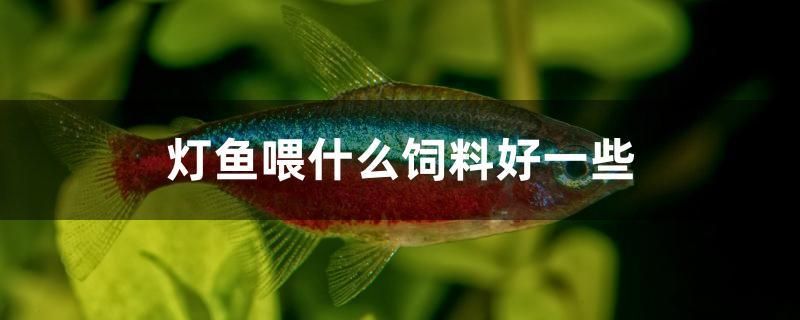 燈魚(yú)喂什么飼料好一些