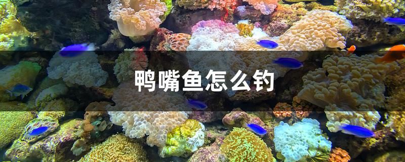 鴨嘴魚怎么釣