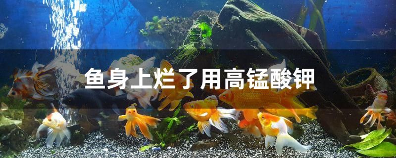 魚(yú)身上爛了用高錳酸鉀行不行