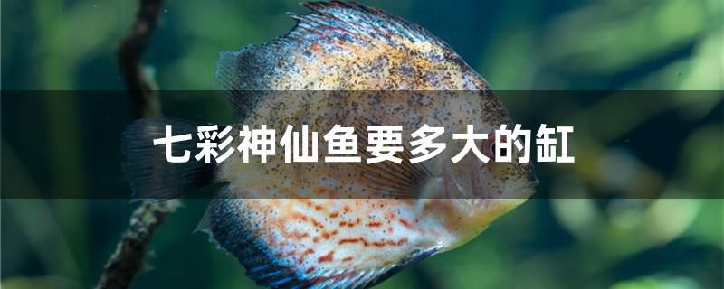 七彩神仙魚要多大的缸 白子黃化銀龍魚