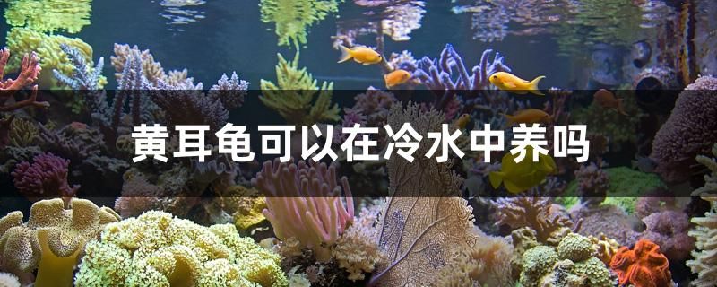 黃耳龜可以在冷水中養(yǎng)嗎