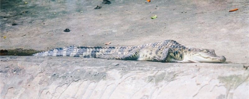 鱷魚(yú)可以在陸地上生活嗎在陸地上能活多久 彩鰈魚(yú)缸（彩蝶魚(yú)缸）