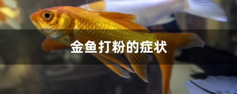 金魚打粉的癥狀